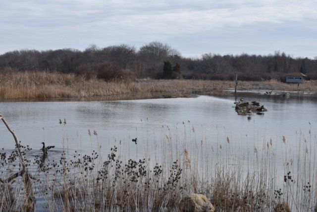 Daniel Webster Wildlife Sanctuary Marshfield Daniel Webster Wildlife Sanctuary Marshfield
