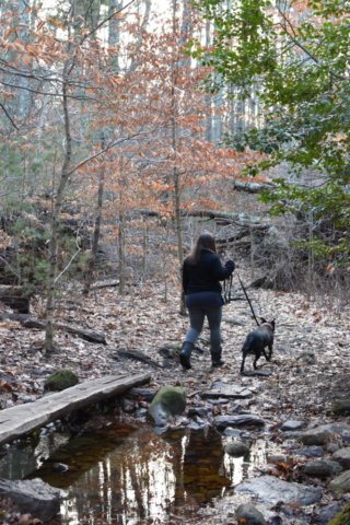 Nelson Memorial Forest Marshfield Nelson Memorial Forest Marshfield